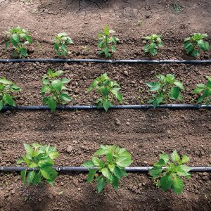 Distribución y tomas de agua ALTADEX Cinta plana de riego con gotero