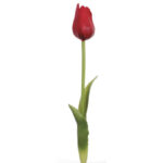 Vara tulipán goma rojo