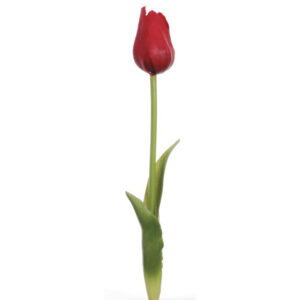Vara tulipán goma rojo