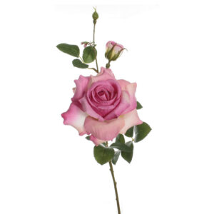 Vara rosa Alicia fucsia