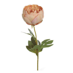 Vara peonia cerrada salmón